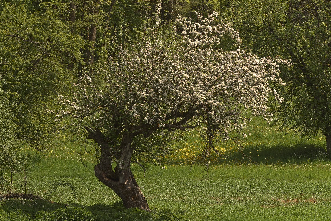 How to Create an Eco-Friendly Orchard in Your Backyard?